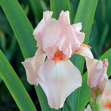 Iris germanica Flamant Rose