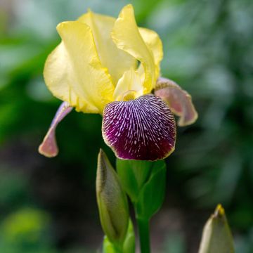 Iris germanica Flaming Dragon
