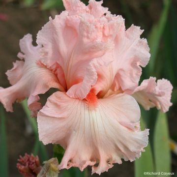 Iris germanica Happenstance - Grand Iris des Jardins
