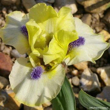 Iris germanica Island Sun - Iris pigmeo