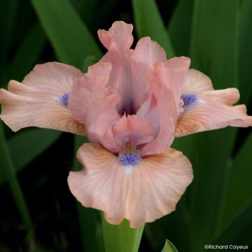 Iris germanica It’s Amazing - Iris pigmeo