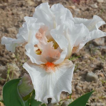 Iris germanica It’s A Small World - Iris pigmeo