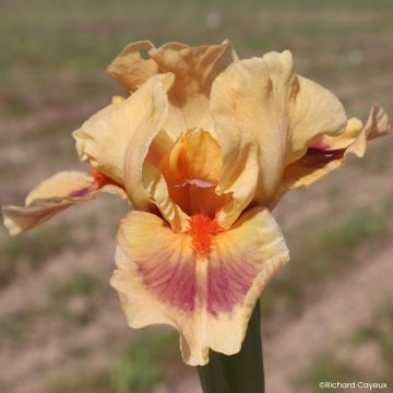 Iris germanica Jive - Iris pigmeo