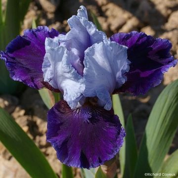 Iris germanica Mariposa Wizard - Lirio azul