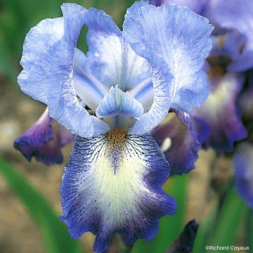 Iris germanica Mistigri - Lirio azul