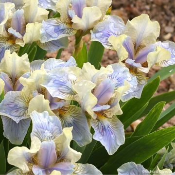 Iris germanica Pastell Ballett - Iris pigmeo