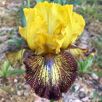 Iris germanica Petit Tigre - Lirio azul