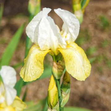 Iris germanica Pinnacle