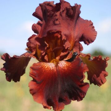 Iris germanica Play with Fire
