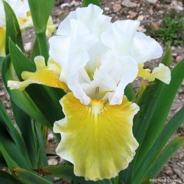Iris germanica Protocol - Lirio azul