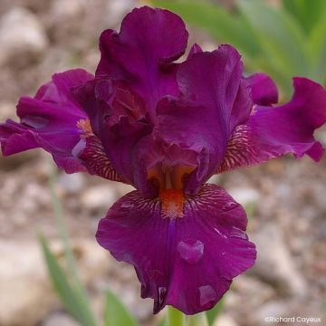 Iris germanica Revved Up Rose - Lirio azulédiaire
