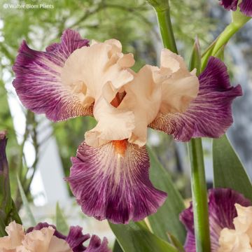 Iris germanica Rose de Perse - Lirio azul