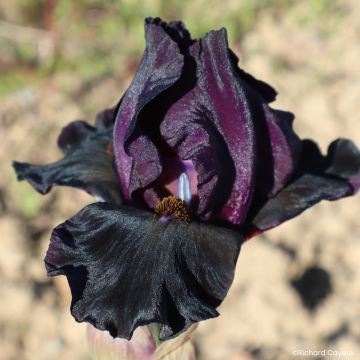 Iris germanica Sinister Desire - Lirio azul