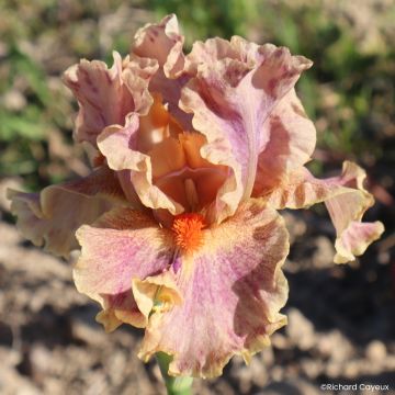 Iris germanica Synergy - Lirio azul