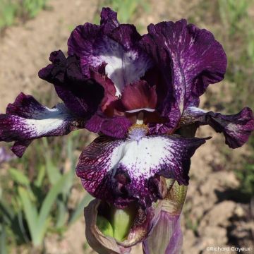Iris germanica Vitrail - Lirio azul