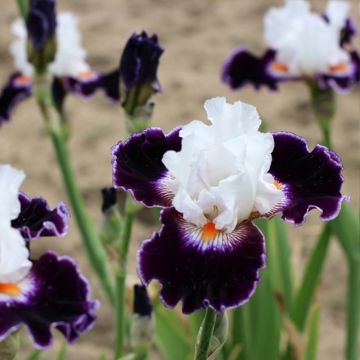 Iris germanica Le Bois Du Vent Iris germanica Le Bois Du Vent