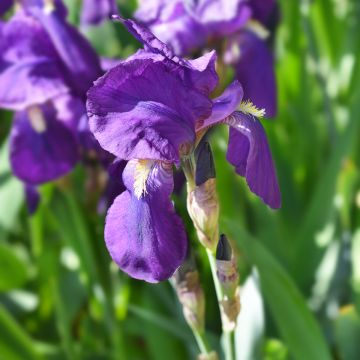 Iris illyrica Iris illyrica
