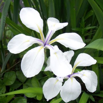 Iris laevigata Snowdrift - Iris de oreja de conejo