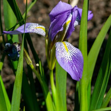Iris lazica Iris lazica