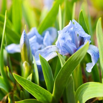 Iris pigmeo ​Azurea - Iris pumila