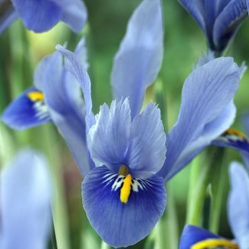 Iris reticulata Alida - Lirio
