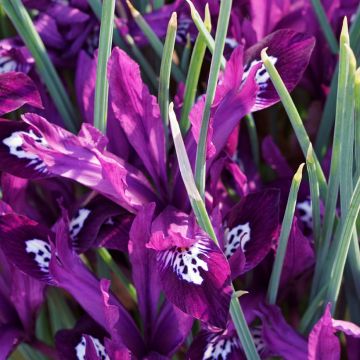 Iris reticulata Pauline - Lirio