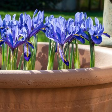 Iris reticulata Pixie - Lirio