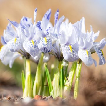 Iris reticulata Sheila Ann Germaney - Lirio