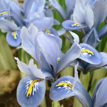 Iris reticulata Blue Planet - Lirio