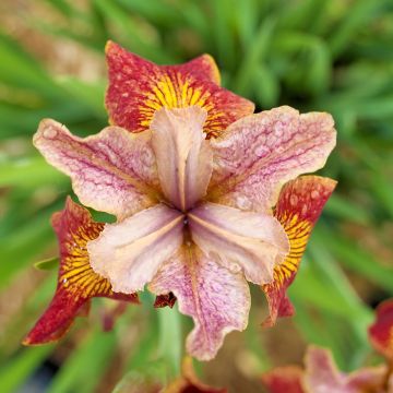 Lirio de Siberia Paprikash - Iris sibirica