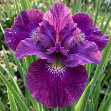Lirio de Siberia Spindazzle - Iris sibirica 