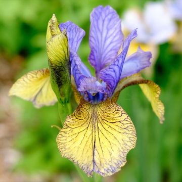Lirio de Siberia Tipped in Blue - Iris sibirica