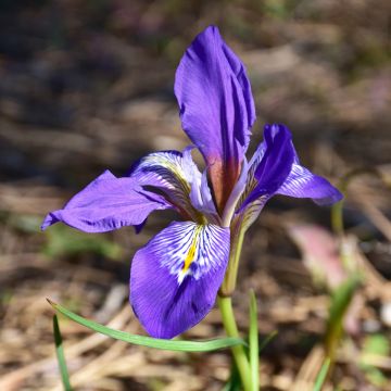 Iris unguicularis - Lirio de Argelia