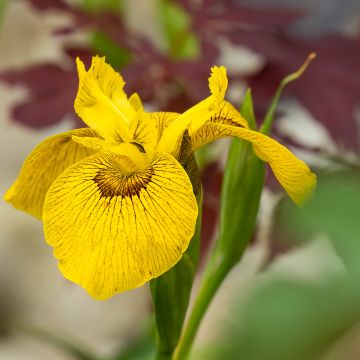 Iris Berlin Tiger - Lirio de agua