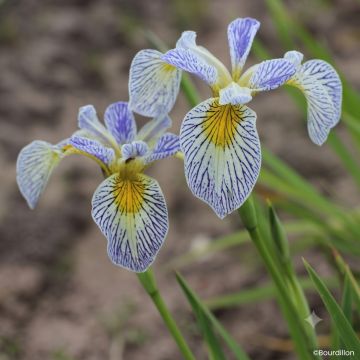 Iris Roy's Repeater - Lirio de agua
