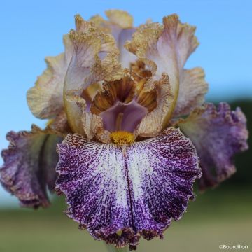 Iris germanica Dipped in Dots - Lirio azul