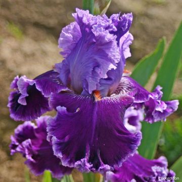 Iris germanica Louisa's Song - Lirio azul