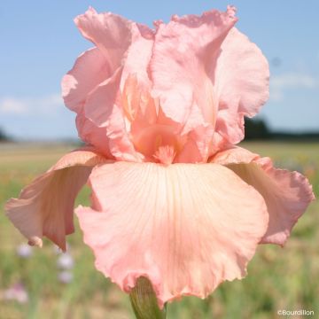 Iris germanica Magical Encounter - Lirio azul