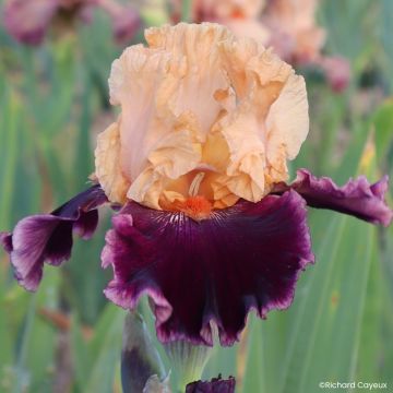 Iris germanica Nuance Royale - Lirio azul