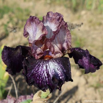 Iris germanica Nuit Galactique - Lirio azul