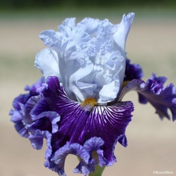 Iris germanica Polar Shift - Lirio azul