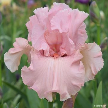 Iris germanica Star Appeal - Lirio azul