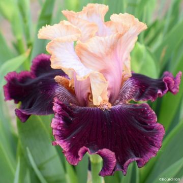 Iris germanica Vanilla Berry - Lirio azul