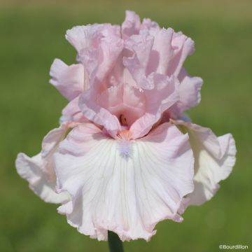 Iris germanica Vanity Girl - Lirio azul