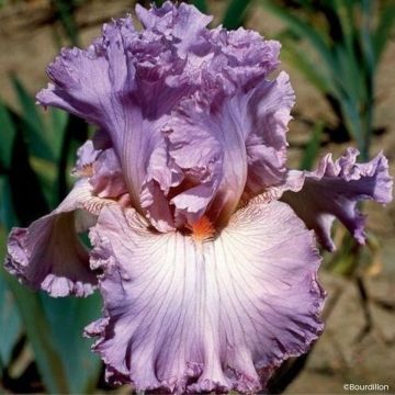 Iris germanica Vienna Waltz - Lirio azul