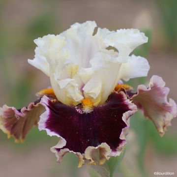 Iris germanica When Doves Cry - Lirio azul