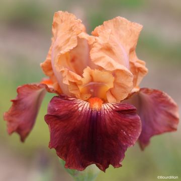 Iris germanica Apricot Toping - Lirio azul