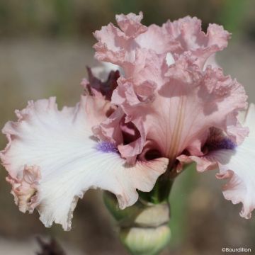 Iris germanica Don't Stop Believing - Lirio azul