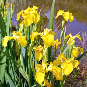 Iris pseudacorus Compact Form - Lirio amarillo