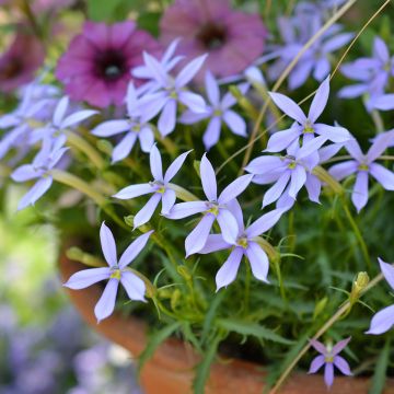 Isotoma Stella Blue